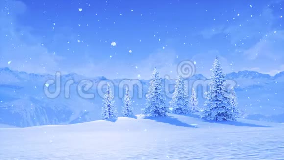 冬季降雪时山上的雪杉树视频的预览图