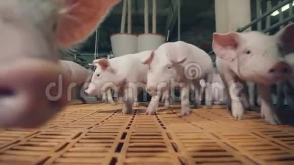 农场里的猪正在嗅着摄像机四处走动视频的预览图