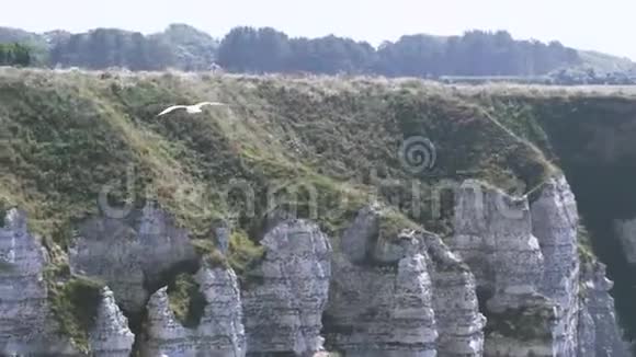 在明亮的阳光下陡峭的斜坡上有飞鸟行动青翠的草地和在石边飞翔的海鸥视频的预览图