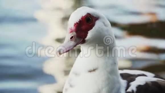 白鸭带着红色的脸在湖的背景下特写慢动作视频的预览图