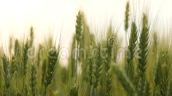 麦田田野上绿油油的麦穗草甸麦田成熟穗的背景视频的预览图