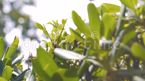 摩纳哥夏季阳光明媚的绿叶视频的预览图