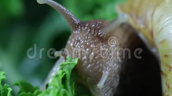 蜗牛吃森林里的绿色宏观的视频的预览图