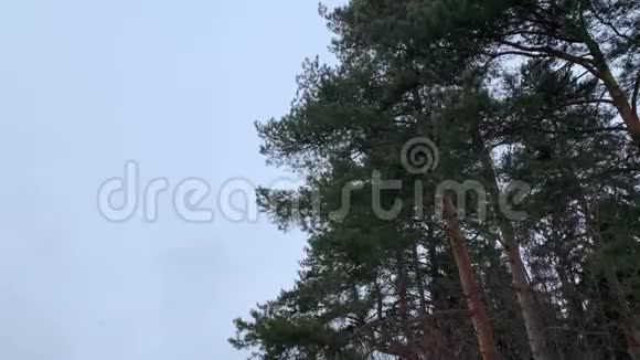 俄罗斯的冬天暴风雪中的冬天松树暴风雪席卷而来冬天的天空下雪了暮光之城4K60fps视频的预览图
