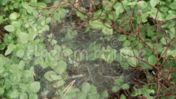 灌木丛中的蜘蛛网视频的预览图