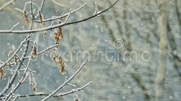 白雪覆盖的枫树枝条上有干燥的种子和小落的雪花在阳光下闪闪发光视频的预览图