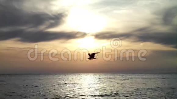 一只快速的海鸥视频的预览图