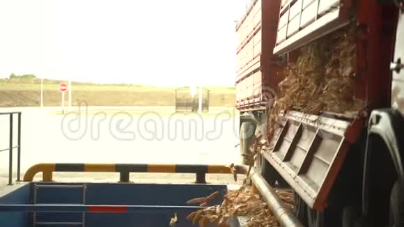 收获农业50fps后玉米从车上卸到仓库的具体计划视频的预览图