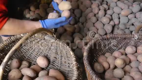 成年女农民收集新鲜土豆并将其分类成篮子在花园里收获幼薯视频的预览图