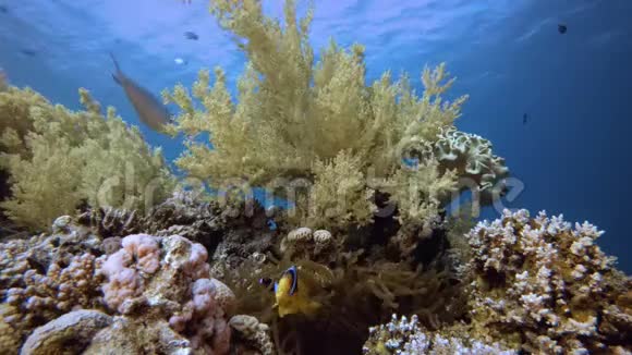 小丑鱼和美丽的软珊瑚视频的预览图