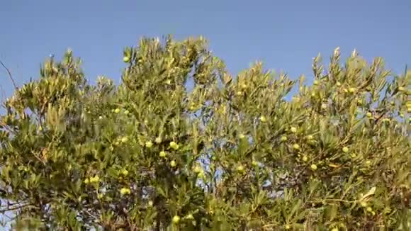 橄榄树种植园有机橄榄生长在橄榄树上农业和橄榄种植生产特级初榨橄榄油老年人视频的预览图
