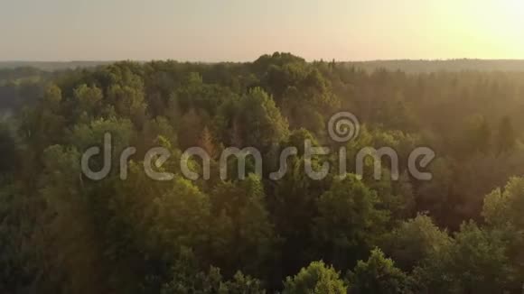 针叶树和落叶树的顶部的鸟瞰太阳升起时发出柔和的光视频的预览图