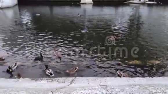 在人工池塘里喂鸭子鸟儿靠近那些向水鸟扔面包的人视频的预览图