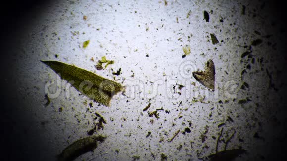 纤毛虫在淡水中寻找藻类的食物视频的预览图