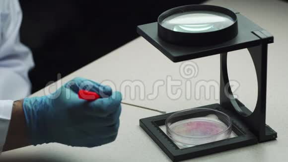 蓝手套用琼脂和细菌菌落盛放培养皿视频的预览图