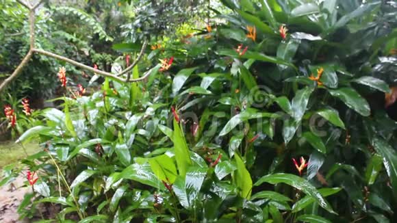 花园里的热带雨视频的预览图