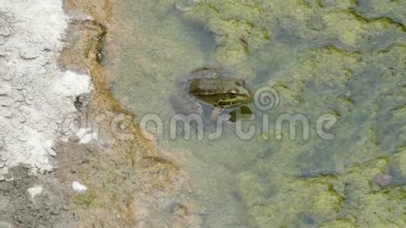 青蛙在水里玩视频的预览图