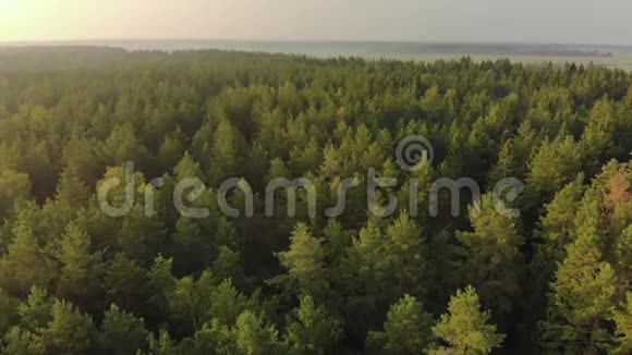 在风景如画的夏日傍晚飞过一望无际的针叶林从巨大的云杉上拍摄的迷人镜头视频的预览图