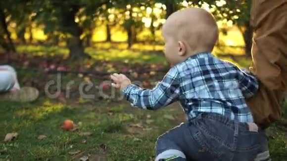 幼儿和爸爸一起在苹果园散步这个人支持他的小儿子帮助他站起来幸福家庭视频的预览图