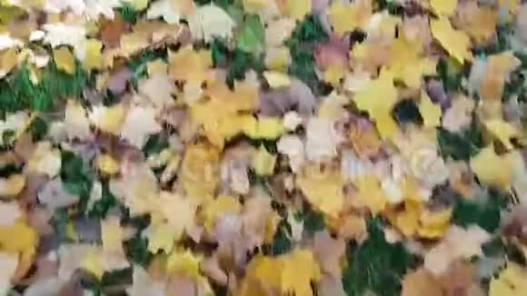 女人脚上黑色靴子和牛仔裤浪漫漫步在公园秋天的落叶中城市里的秋天美丽美丽视频的预览图