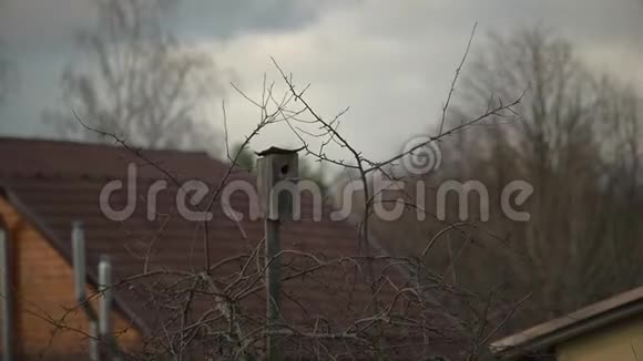 秋季寒冷多雾的城市树干上的木质鸟舍视频的预览图