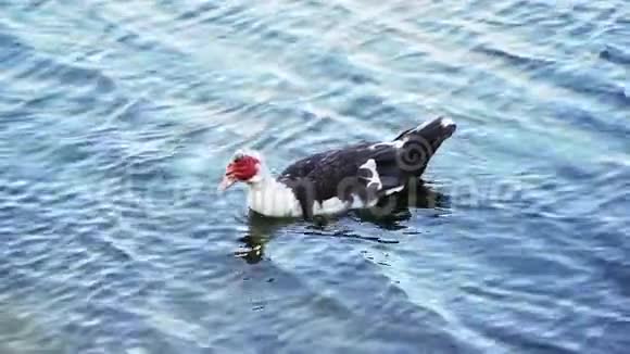 鸭子在湖上游泳慢动作总计划视频的预览图