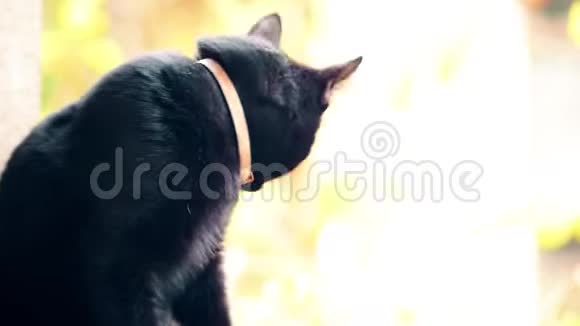 秋天一只黑猫坐在门廊上舔嘴唇视频的预览图