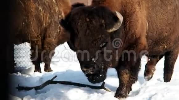 野牛下雪的冬天视频的预览图