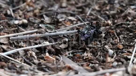 蚁丘的死甲虫团队蚂蚁昆虫的野生生命微世界本质的视频监控关闭视频的预览图