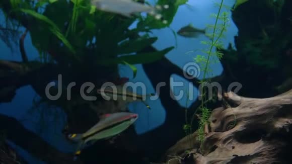 水族馆游小的棕色银鱼鳍上有黑色条纹的亮点视频的预览图