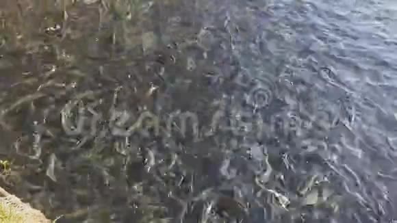 在养鱼场里的鳟鱼活动视频的预览图
