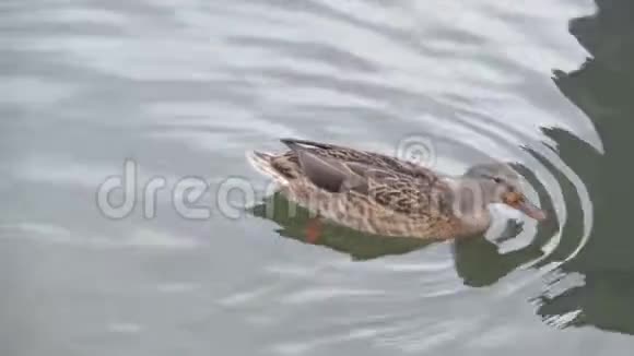 鸭子在池塘里潜水几次视频的预览图