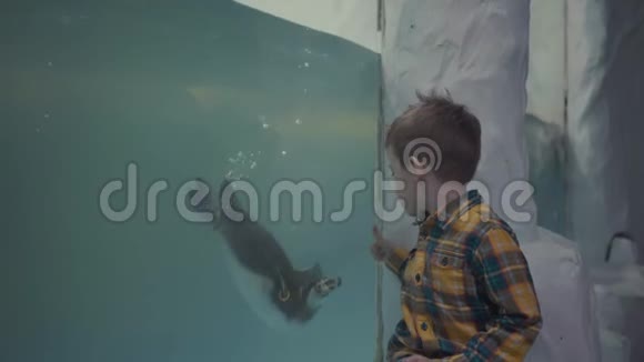 小男孩透过海洋馆的玻璃看游泳企鹅视频的预览图