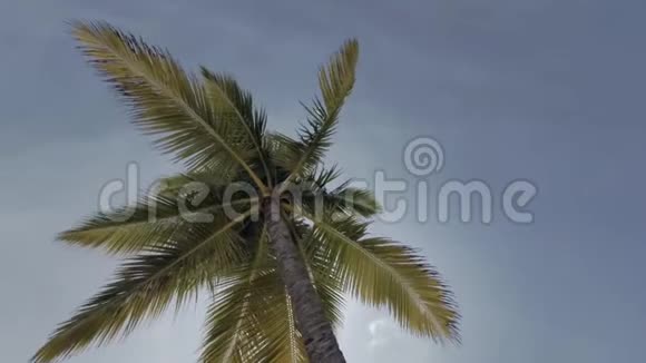 阴天间马尔代夫棕榈树视频的预览图