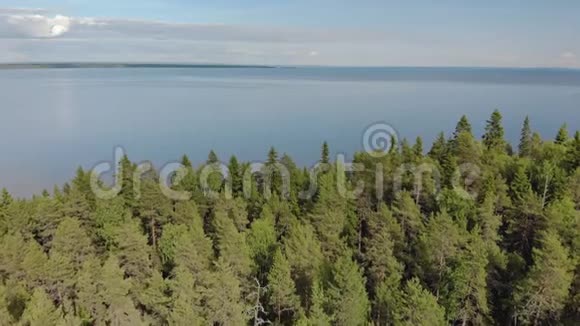 飞过茂密的针叶林飞向无边无际的蓝色池塘用冷杉树点缀着北方自然景观视频的预览图