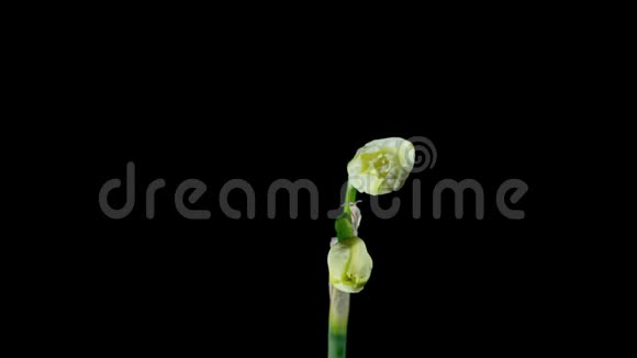 白色水仙花开放开花的时间视频的预览图