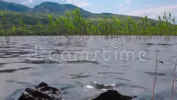 爱尔兰克里县湖中的水在芦苇和山石上拍打视频的预览图