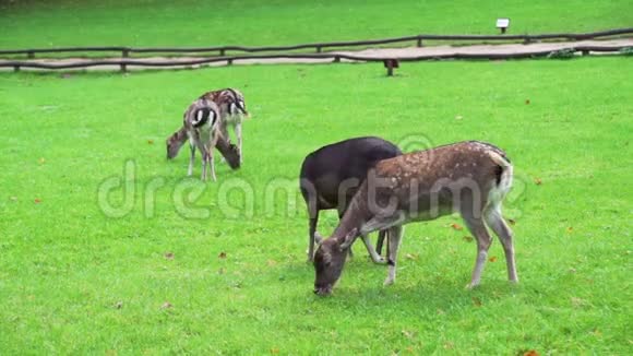 公园里吃青草的鹿群视频的预览图