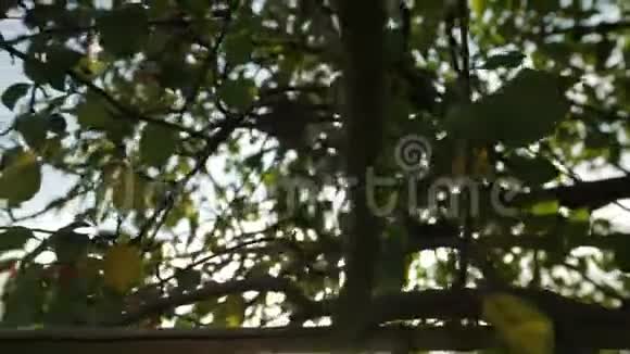波克光透过树叶视频的预览图