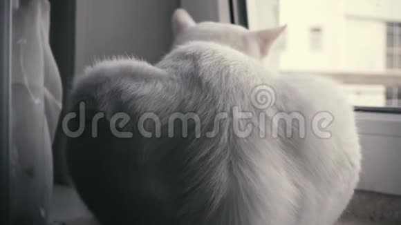 猫坐在窗台上视频的预览图