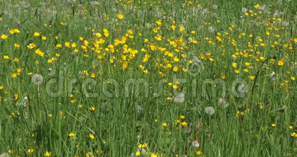 草地上的蒲公英花视频的预览图