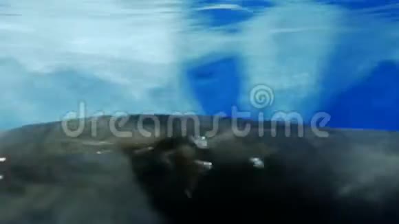 动物园里的海豹在游泳视频的预览图