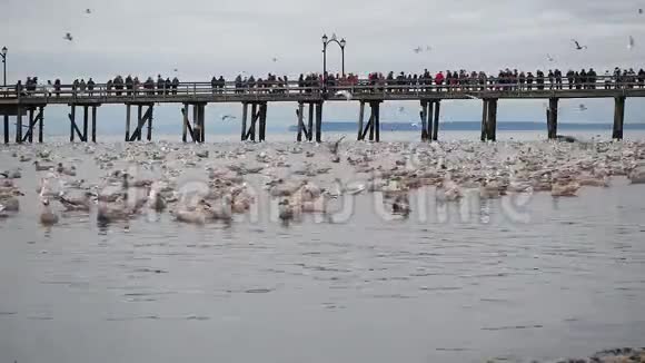 一群人在白岩看着成千上万只死凤尾鱼被野生动物吃掉的自然现象视频的预览图