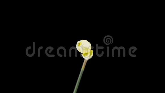 黄色水仙花开放开花的时间视频的预览图