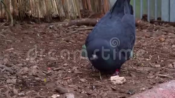 一只灰色国王鸽子搜寻和吃种子的特写镜头典型的鸟类行为视频的预览图