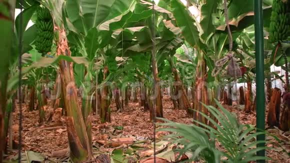 香蕉树一堆香蕉挂在树上农场上有巨大的叶子加那利群岛西班牙有机概念视频的预览图