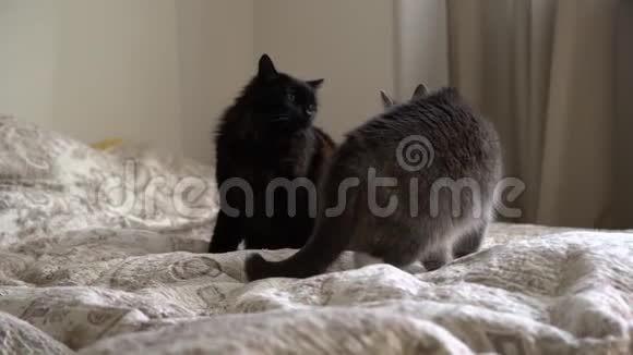 两只家猫塔比和黑人在室内的床上打架动物打架或在里面玩一只猫用爪子打另一只视频的预览图