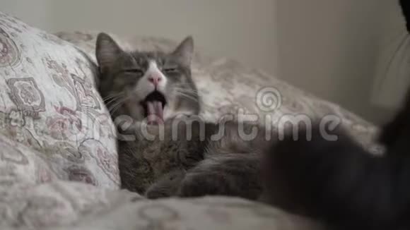 两只家猫塔比和黑色躺在床上互相舔两只友好的猫互相打扫视频的预览图