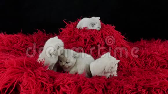 在红毛绒地毯上的一只英国小猫视频的预览图