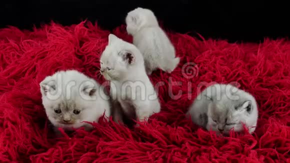 在红毛绒地毯上的一只英国小猫视频的预览图